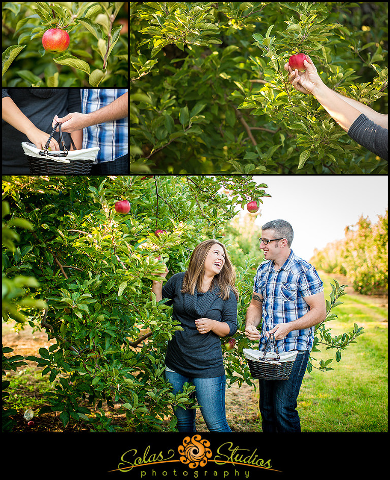 Apple Picking Engagement Photos at Ontario Orchards